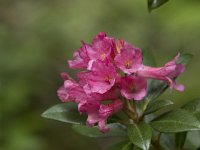 Rhododendron hirsutum 7, Saxifraga-Willem van Kruijsbergen