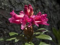 Rhododendron hirsutum 8, Saxifraga-Willem van Kruijsbergen