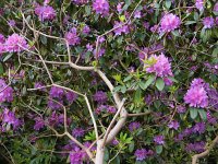 Rhododendron ponticum 1, Pontische rhododendron, Saxifraga-Rudmer Zwerver