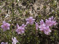 Rhodothamnus chamaecistus 10, Saxifraga-Willem van Kruijsbergen