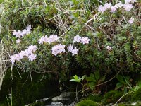 Rhodothamnus chamaecistus 11, Saxifraga-Rutger Barendse