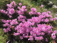 Rhodothamnus chamaecistus 17, Saxifraga-Harry Jans