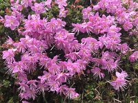 Rhodothamnus chamaecistus 27, Saxifraga-Harry Jans