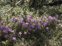 Rhodothamnus chamaecistus 6, Saxifraga-Willem van Kruijsbergen