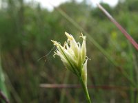 Rhynchospora alba 1, Witte snavelbies, Saxifraga-Rutger Barendse