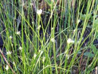 Rhynchospora alba 11, Witte snavelbies, Saxifraga-Rutger Barendse