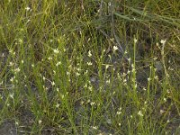 Rhynchospora alba 3, Witte snavelbies, Saxifraga-Jan van der Straaten