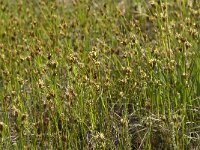 Rhynchospora fusca 12, Bruine snavelbies, Saxifraga-Willem van Kruijsbergen