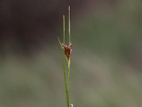 Rhynchospora fusca 14, Bruine snavelbies, Saxifraga-Peter Meininger