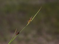 Rhynchospora fusca 15, Bruine snavelbies, Saxifraga-Peter Meininger