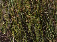 Rhynchospora fusca 16, Bruine snavelbies, Saxifraga-Peter Meininger