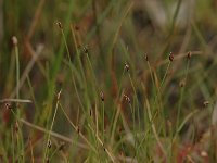 Rhynchospora fusca 18, Bruine snavelbies, Saxifraga-Bas Klaver