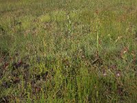 Rhynchospora fusca 28, Bruine snavelbies, Saxifraga-Hans Boll