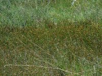 Rhynchospora fusca 3, Bruine snavelbies, Saxifraga-Willem van Kruijsbergen