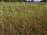 Rhynchospora fusca 30 Bruine snavelbies, Saxifraga-Hans Boll