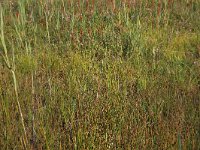 Rhynchospora fusca 31, Bruine snavelbies, Saxifraga-Hans Boll