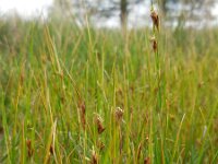 Rhynchospora fusca 37, Bruine snavelbies, Saxifraga-Ed Stikvoort