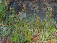 Rhynchospora fusca 4, Bruine snavelbies, Saxifraga-Willem van Kruijsbergen