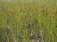 Rhynchospora fusca 45, Bruine snavelbies, Saxifraga-Willem van Kruijsbergen