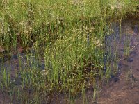 Rhynchospora fusca 8, Bruine snavelbies, habitat, Saxifraga-Willem van Kruijsbergen