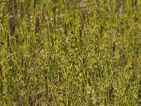 Rhynchospora fusca 9, Bruine snavelbies, Saxifraga-Willem van Kruijsbergen