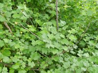 Ribes divaricatum 3, Worcesterbes, Saxifraga-Rutger Barendse