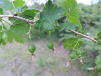 Ribes divaricatum 4, Worcesterbes, Saxifraga-Rutger Barendse