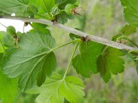 Ribes divaricatum 5, Worcesterbes, Saxifraga-Rutger Barendse