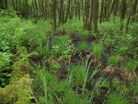 Ribes nigrum 18, Zwarte bes, Saxifraga-Hans Boll