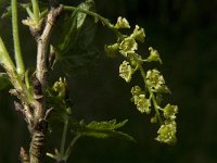 Ribes nigrum 8, Zwarte bes, Saxifraga-Jan van der Straaten