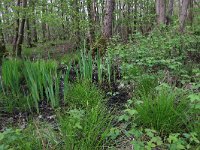 Ribes nigrum 9, Zwarte bes, Saxifraga-Hans Boll