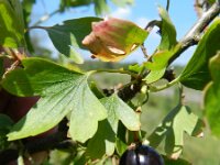 Ribes odoratum 2, Gele ribes, Saxifraga-Rutger Barendse