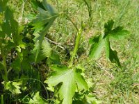 Ribes odoratum 3, Gele ribes, Saxifraga-Rutger Barendse