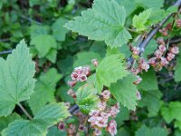 Ribes petraeum 2, Saxifraga-Rutger Barendse