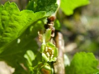 Ribes rubrum 23, Aalbes, Saxifraga-Rutger Barendse