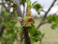 Ribes uva-crispa 10, Kruisbes, Saxifraga-Rutger Barendse