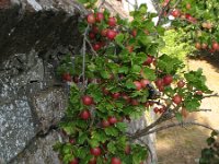 Ribes uva-crispa 2, Kruisbes, Saxifraga-Rutger Barendse