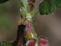 Ribes uva-crispa 4, Kruisbes, Saxifraga-Rutger Barendse