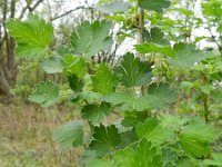 Ribes uva-crispa 8, Kruisbes, Saxifraga-Rutger Barendse