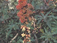 Ricinus communis 1, Wonderboom, Saxifraga-Jan van der Straten