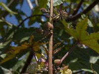 Ricinus communis 9, Wonderboom, Saxifraga-Willem van Kruijsbergen