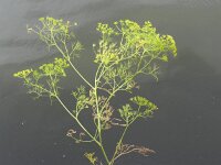 Ridolfia segetum 3, Saxifraga-Rutger Barendse