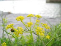 Ridolfia segetum 5, Saxifraga-Rutger Barendse