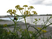 Ridolfia segetum 7, Saxifraga-Rutger Barendse
