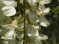 Robinia pseudoacacia 1, Robinia, Saxifraga-Jan van der Straaten