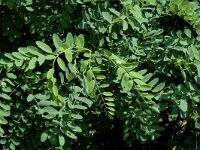 Robinia pseudoacacia 10, Robinia, Saxifraga-Jan van der Straaten
