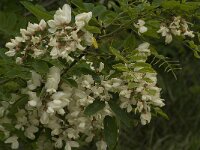 Robinia pseudoacacia 11, Robinia, Saxifraga-Jan van der Straaten