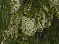 Robinia pseudoacacia 12, Robinia, Saxifraga-Jan van der Straaten
