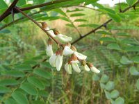 Robinia pseudoacacia 13, Robinia, Saxifraga-Rutger Barendse