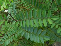 Robinia pseudoacacia 14, Robinia, Saxifraga-Rutger Barendse